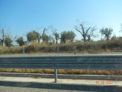 20231001_Ostuni_Otrante_Oliviers_06.JPG